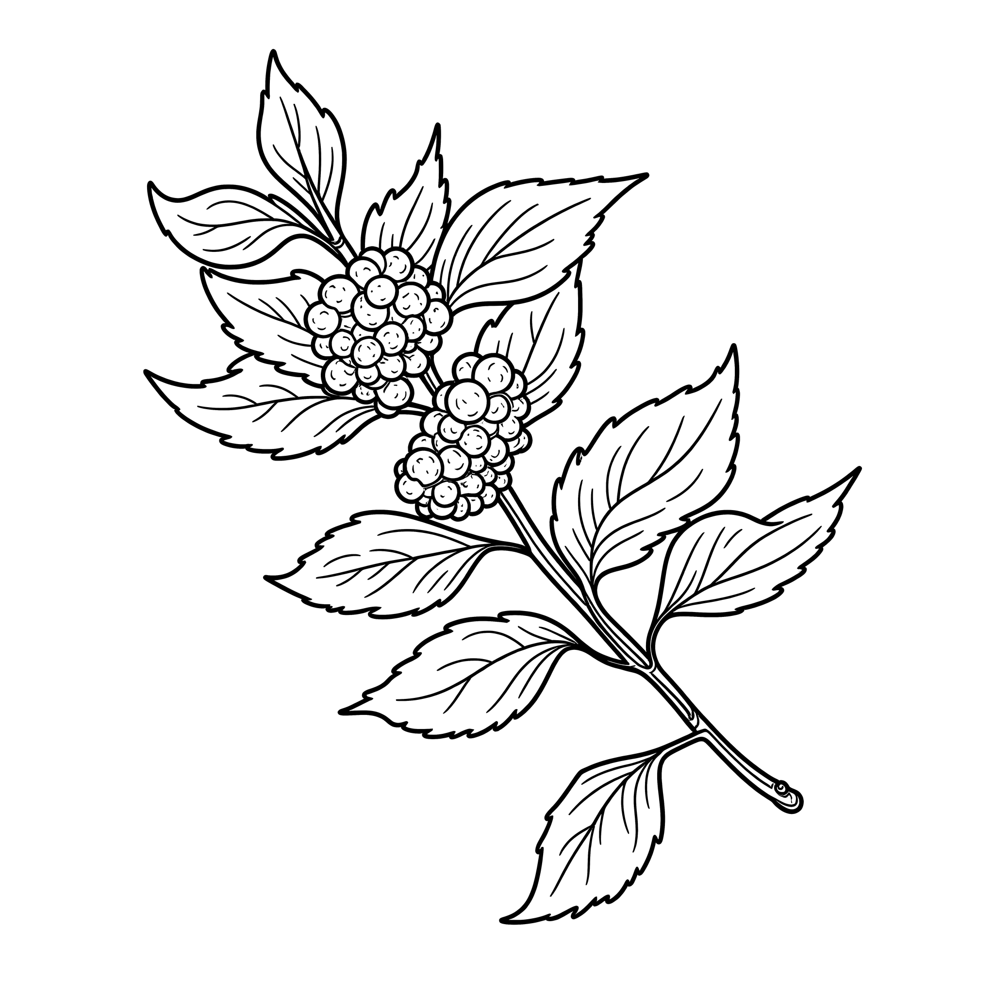 Ramo de Amora com Bagas